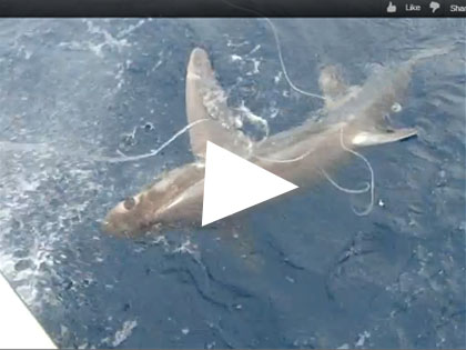 thresher shark fishing