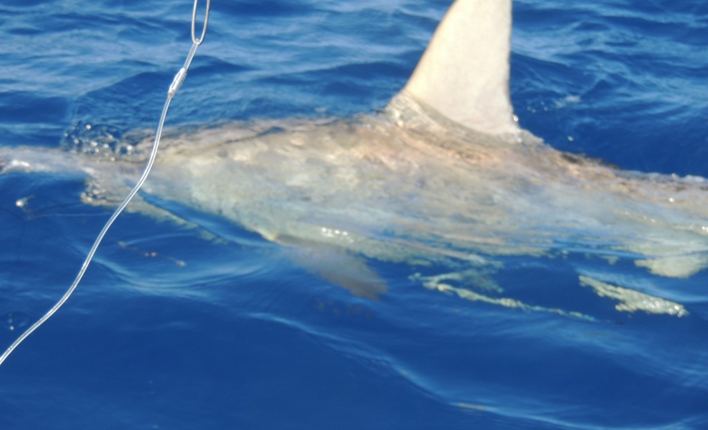Hammerhead shark in the water