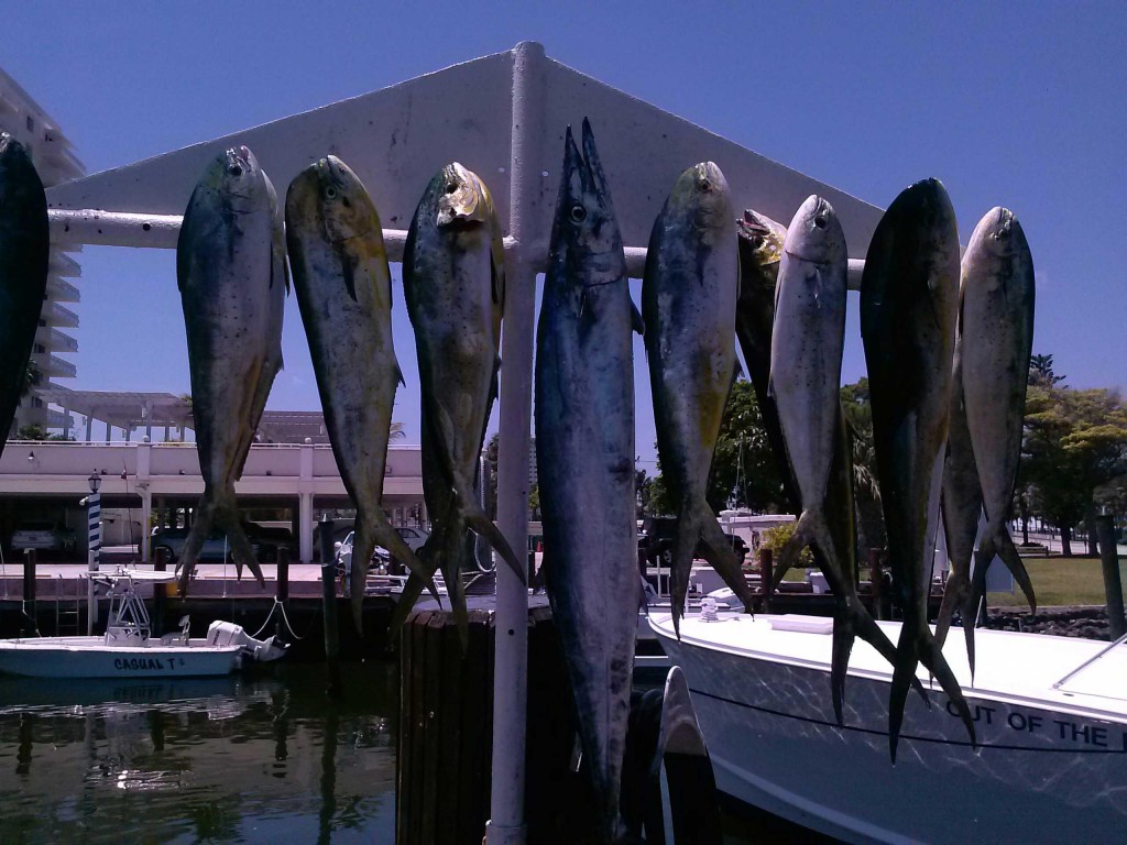  dolphin and wahoo