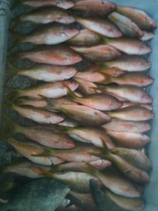 Yellowtail snappers