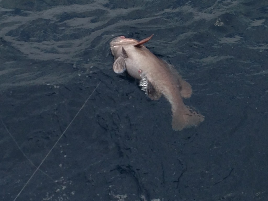 warsaw grouper floating