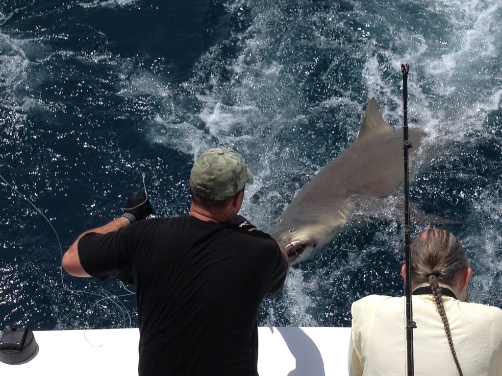 Handlining the leader on a 400 pound dusky shark behind the boat