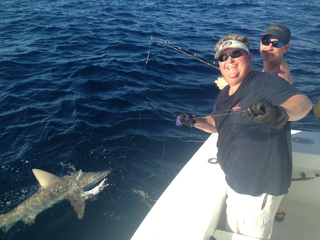 Shark near the boat