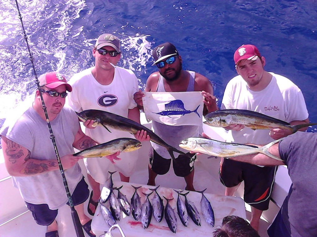 Sailfish, dolphin and tunas