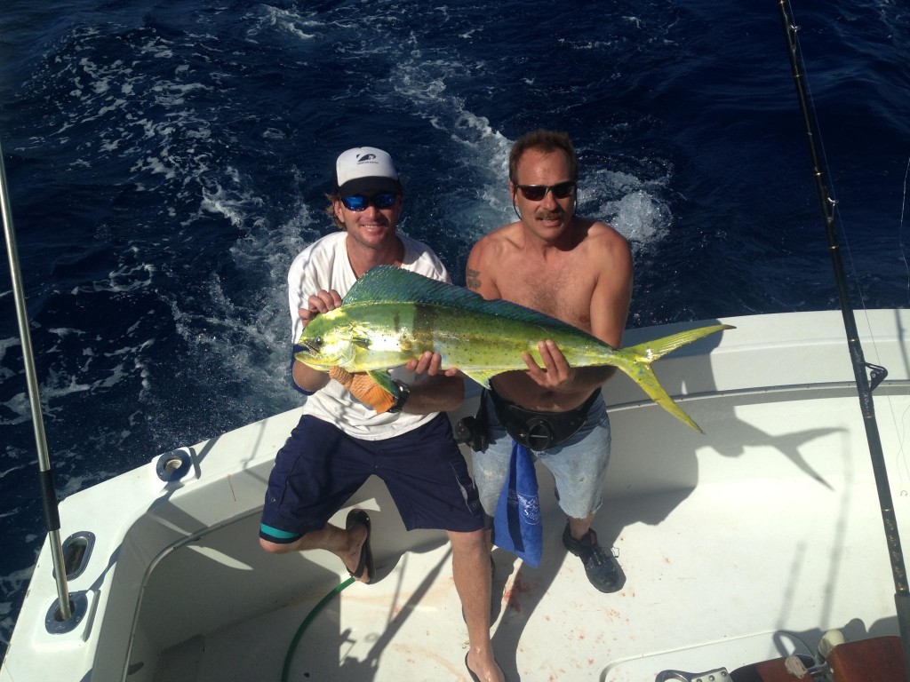 Nice dolphin caught trolling in 140ft of water, just off Fort Lauderdale beach.