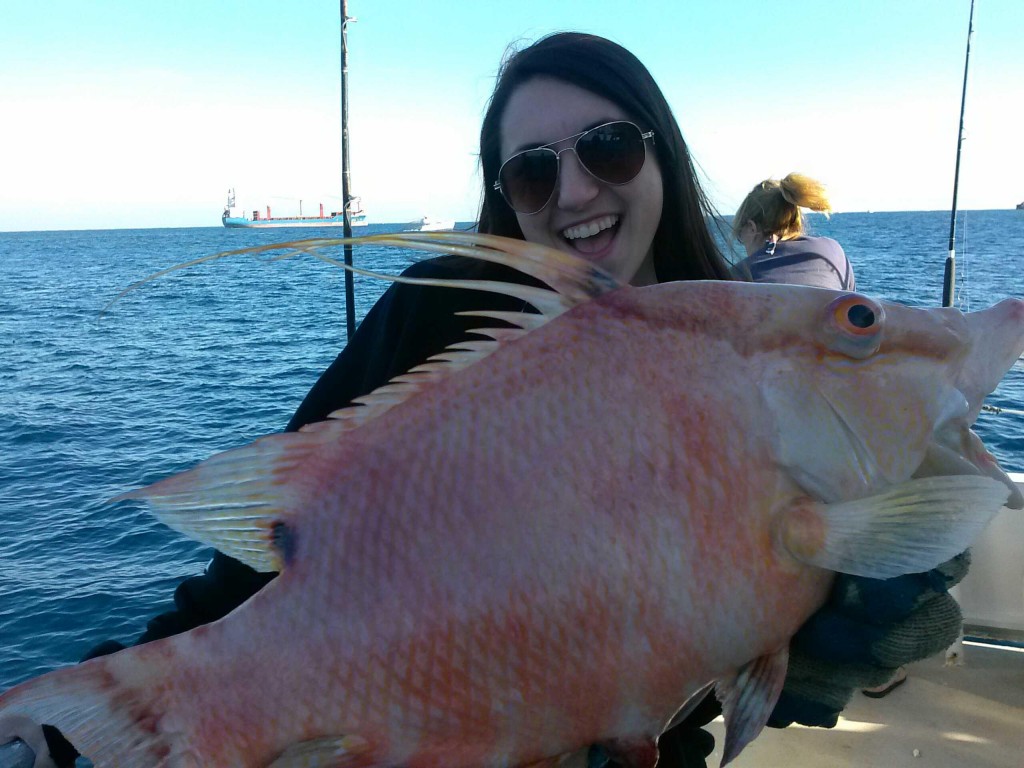 Nice hog snapper