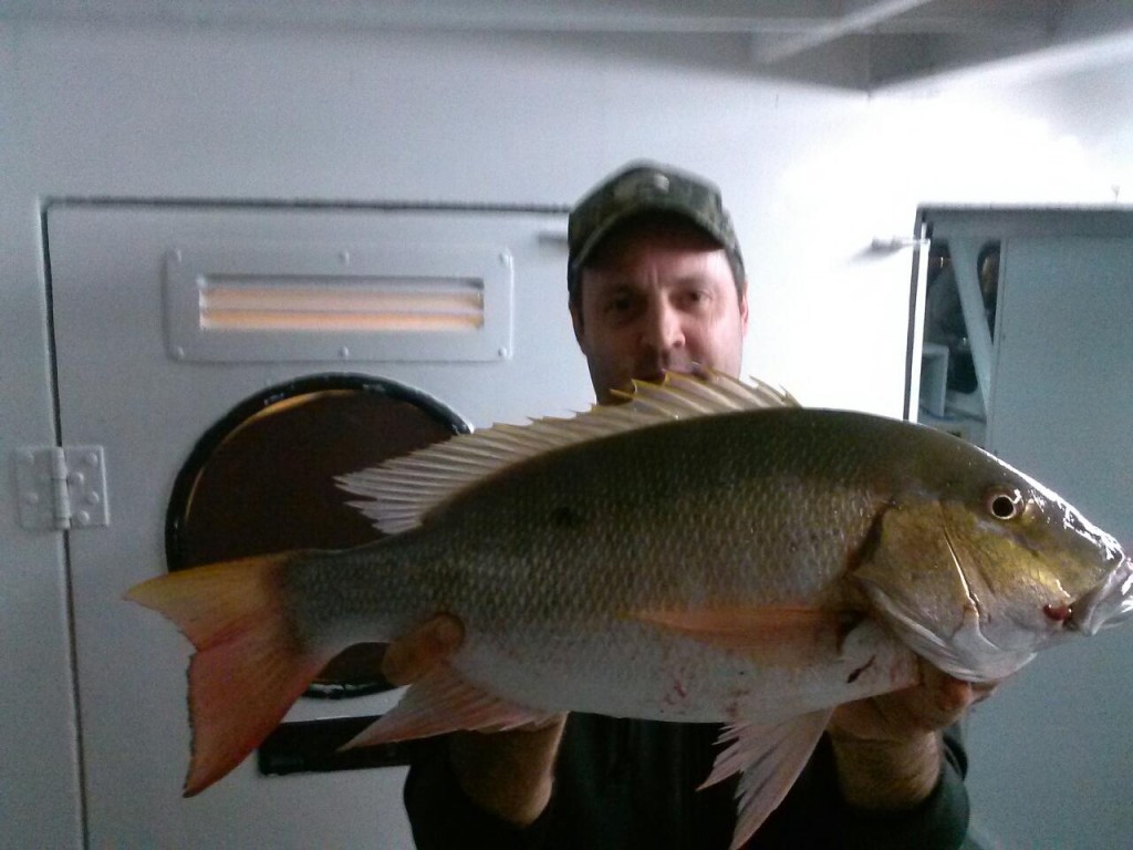 Mutton snapper