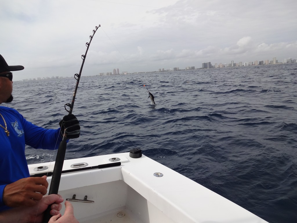 Nice jumping shot of a sailfish jumping