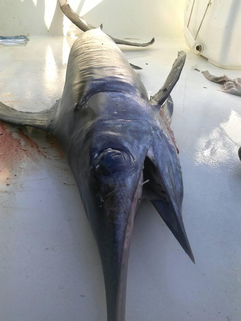 Swordfish on the deck