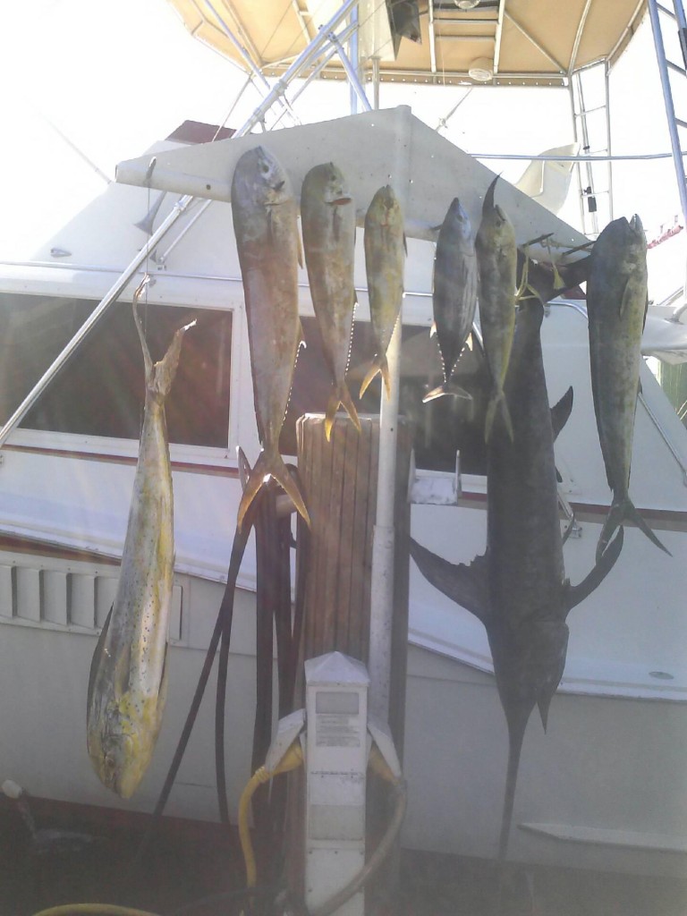 good daytime swordfishing catch of dolphin and swordfish