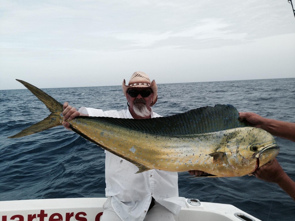 nice dolphin just caught in Ft Lauderdale