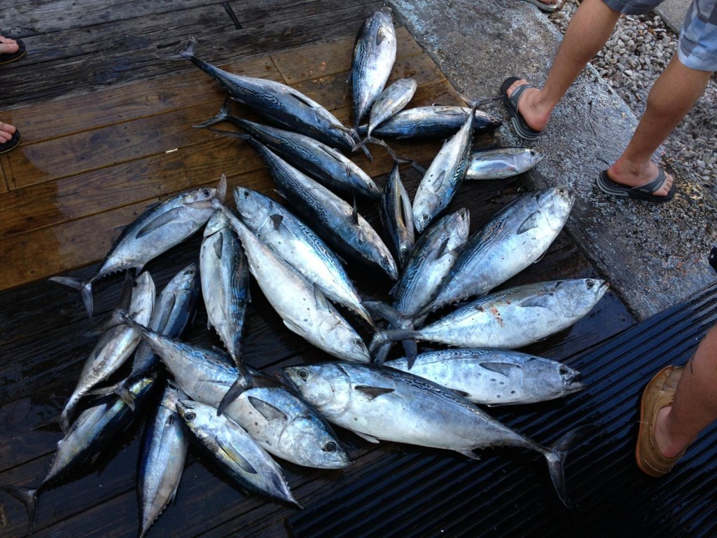 Bonitos and tunas on the dock