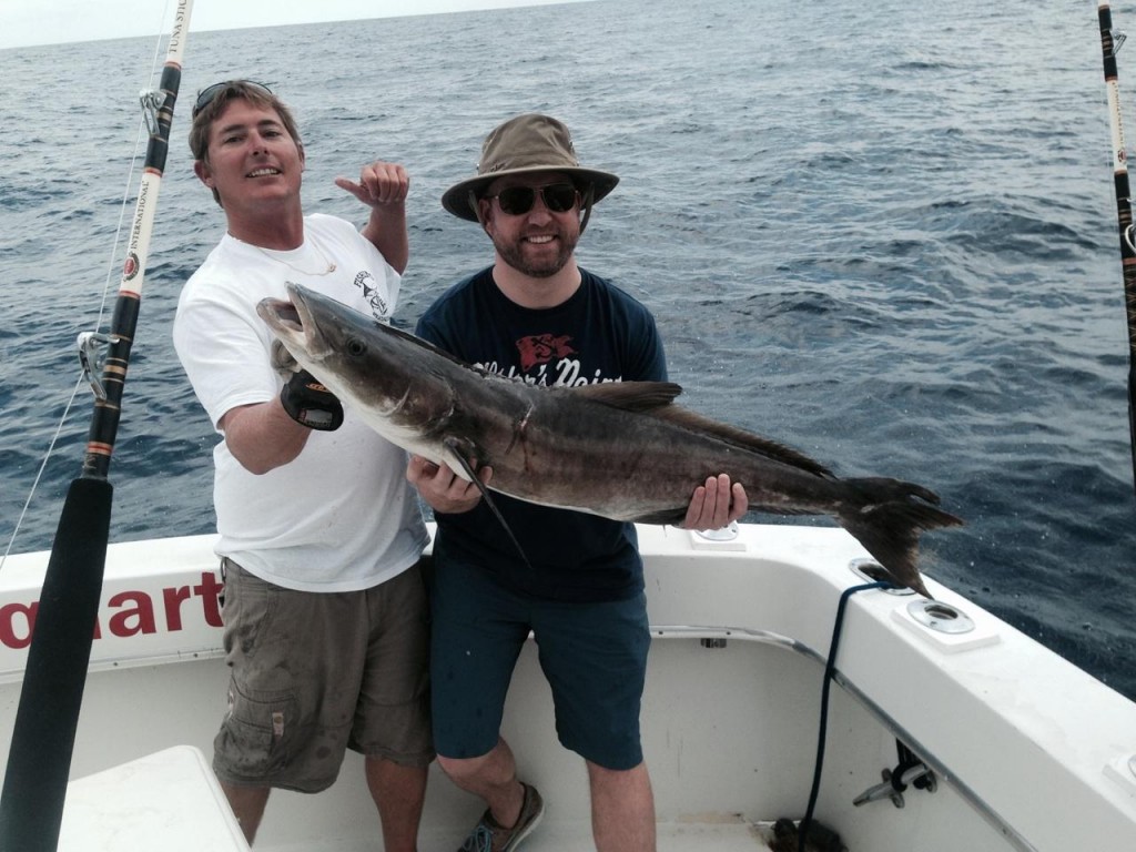 Nice cobia just caught