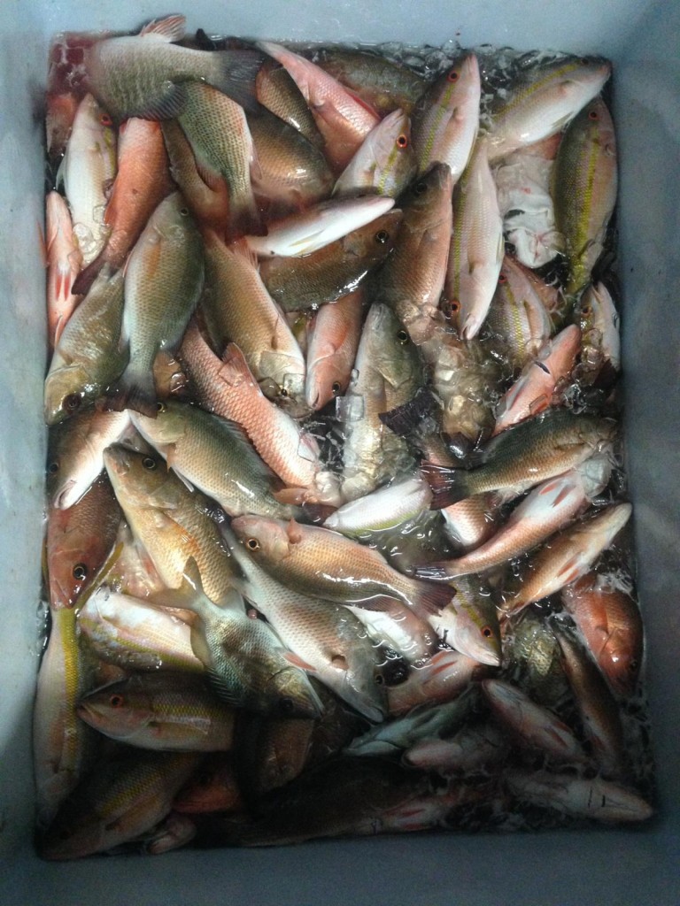 Great catch on the night anchor trip