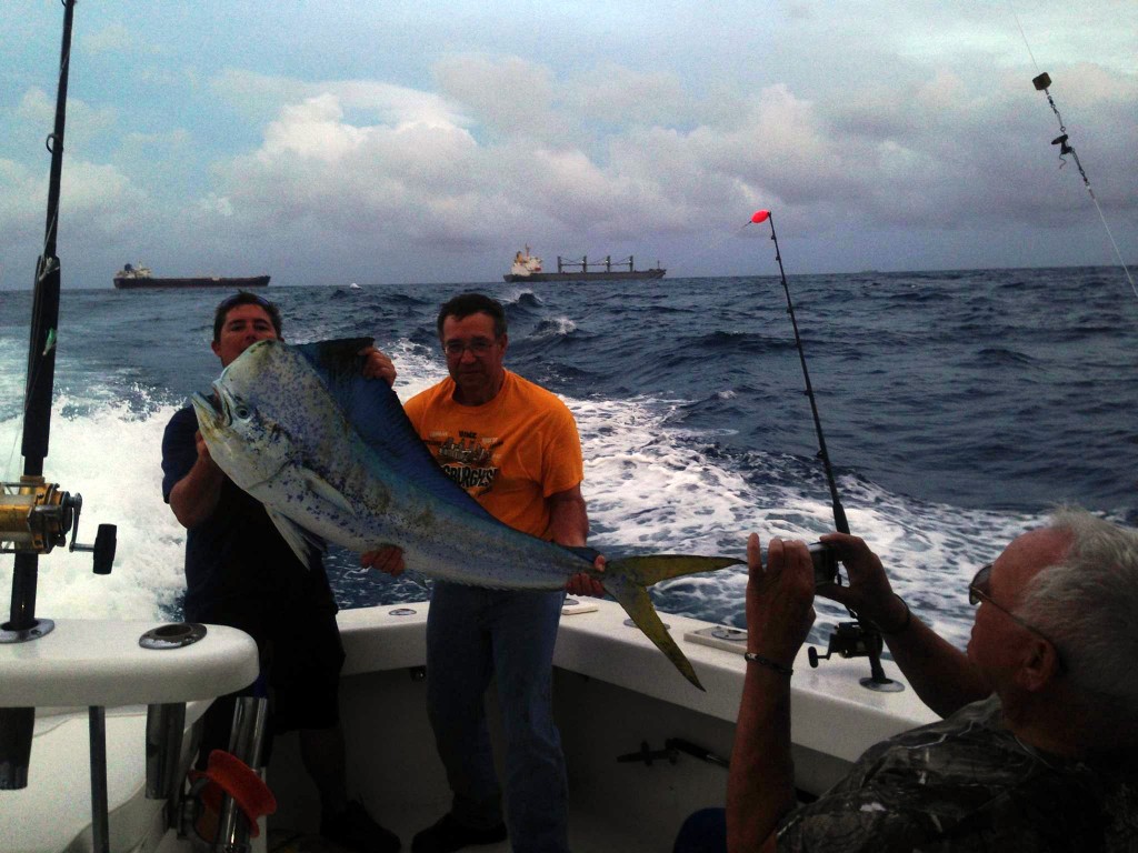 Monster bull dolphin