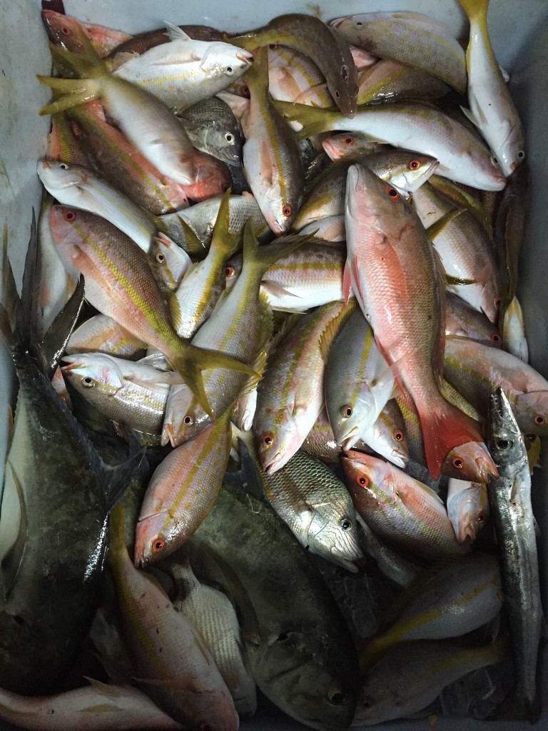 box full of snappers