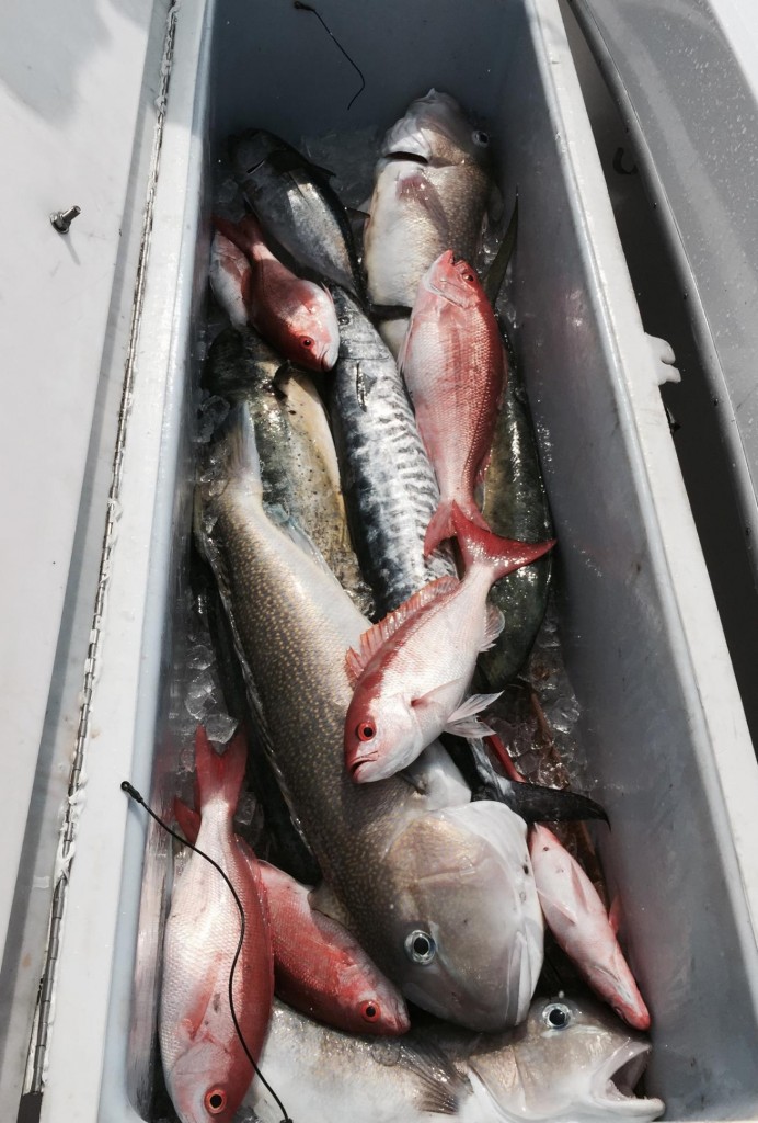 Colorful box of fish caught on our Ft Lauderdale fishing trip today