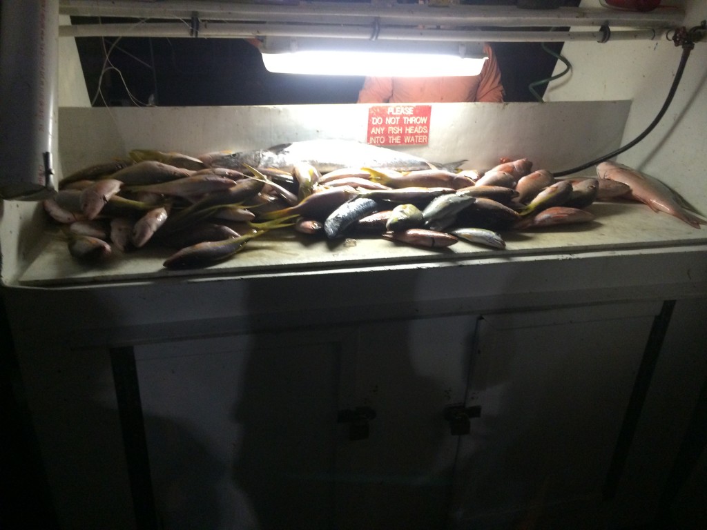 Nice catch of snappers at night