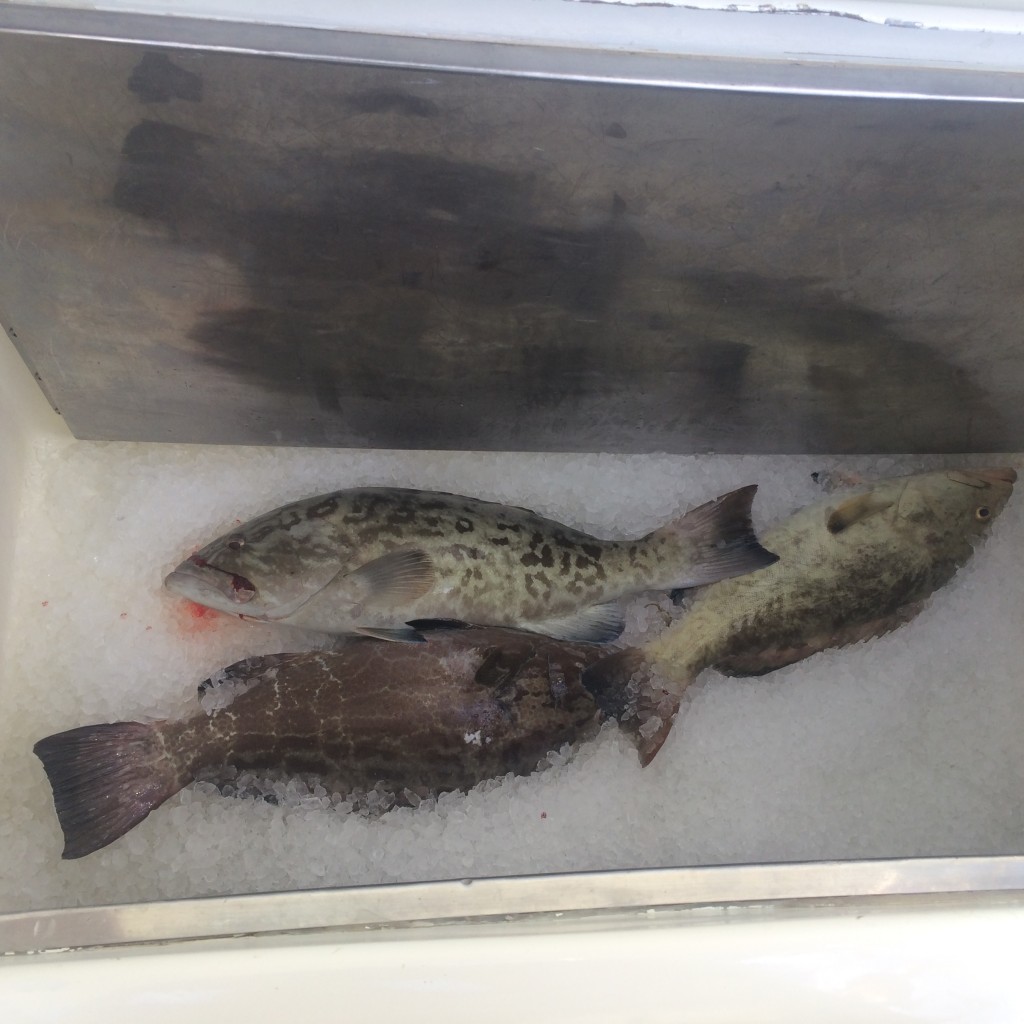 Groupers on ice