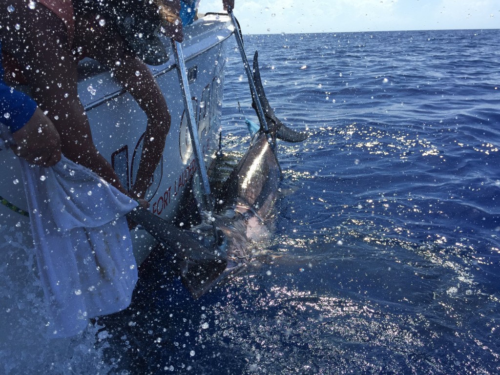 Hauling the swordfish into the boat.
