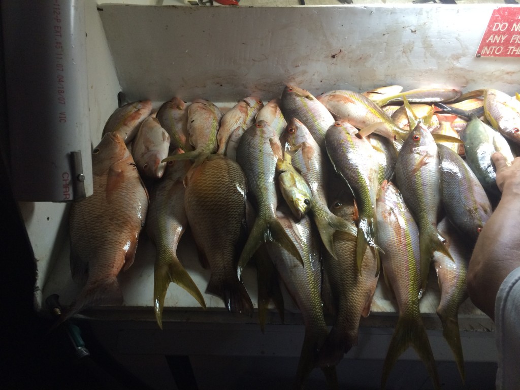 Nice snapper catch 
