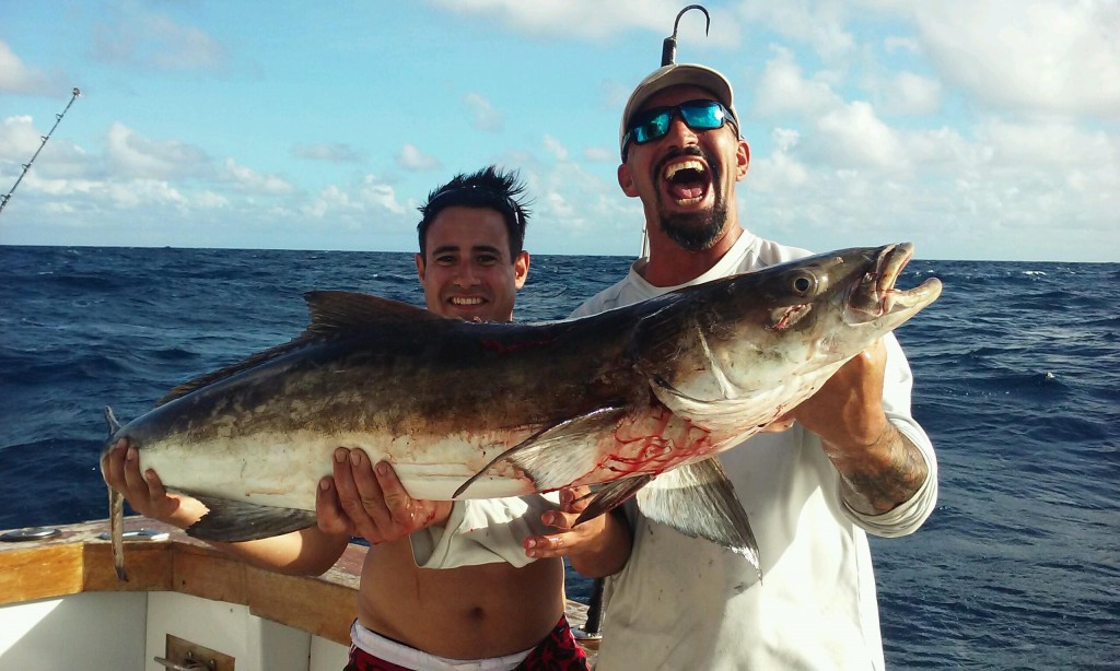 Cobia just caught off the bottom