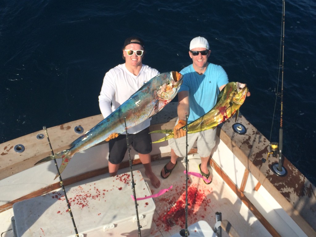 A pair of bloody mahi-mahi dolphin just boated.