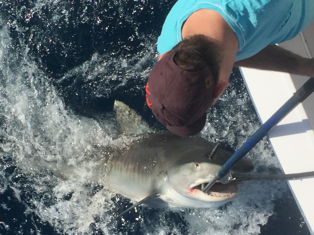 Huge tiger shark behind the boat.