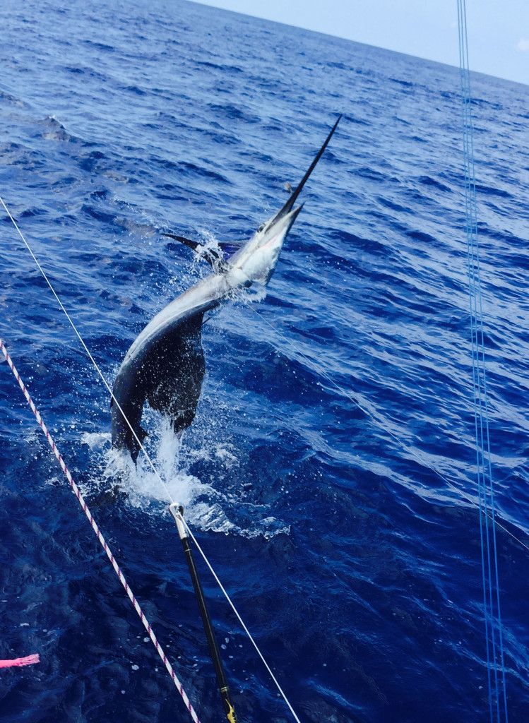 Sailfish jumping straight up out of the water next to the boat