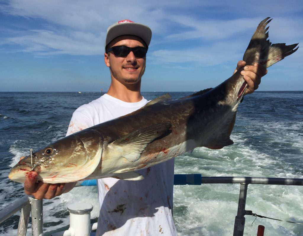 Nice cobia caught drift fishing by Alex.