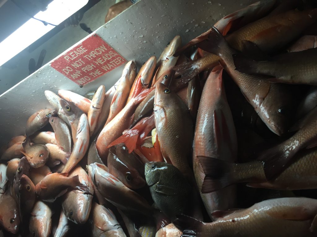 Good numbers of mangrove snappers lined up ready to be cleaned at the cutting table.