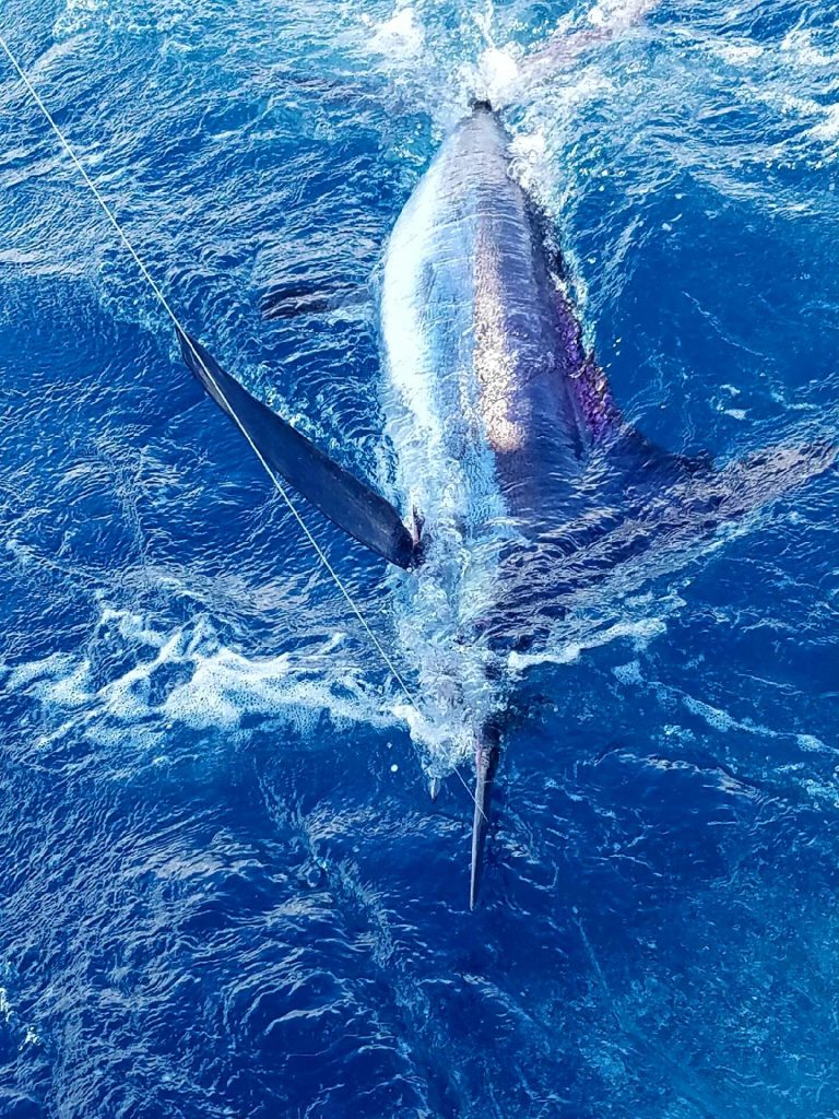 Very rare white marlin caught on our sportfish charter. Photo by Shazana Amanda Hardy.