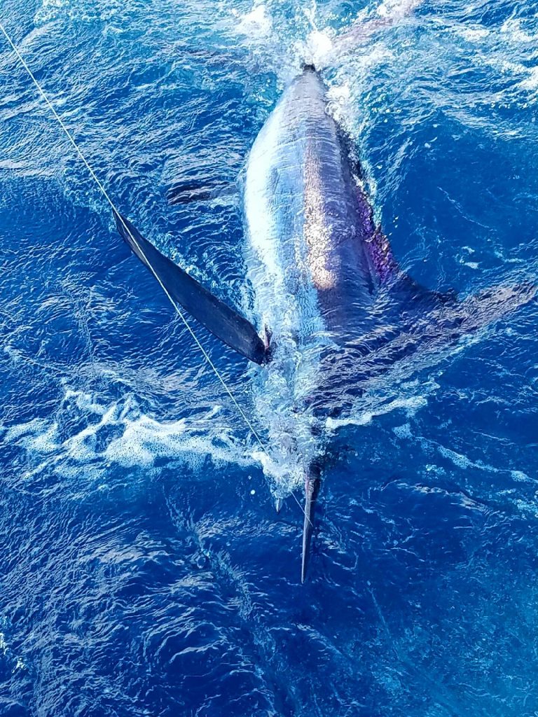 Very rare white marlin caught on our sportfish charter. Photo by Shazana Amanda Hardy.