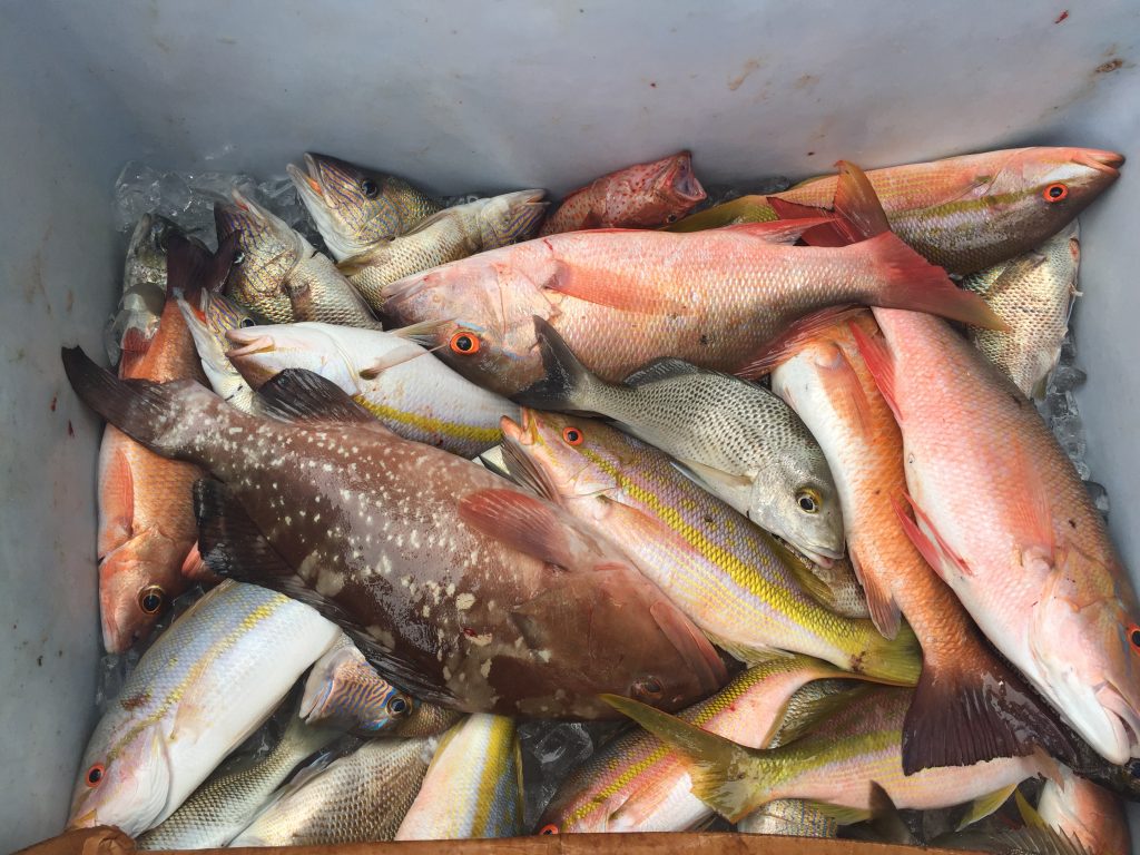 Looking down into the fish box, filled with mutton snappers, yellowtail snappers, red grouper, mangrove snappers and grunts.