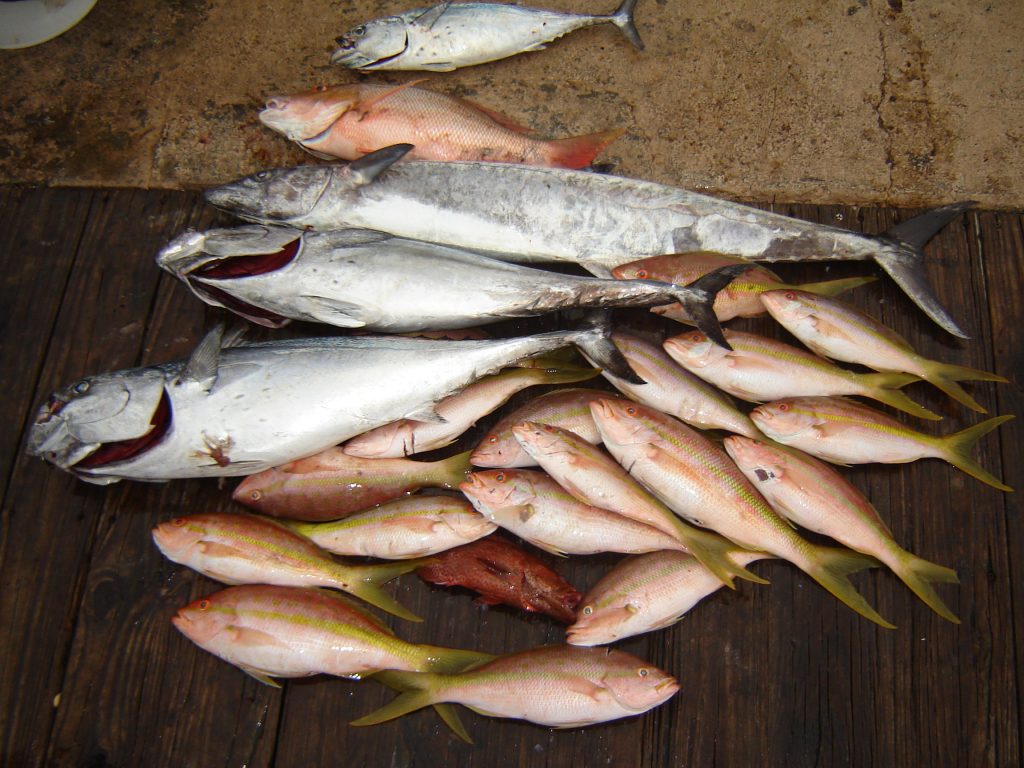 Nice catch lying on the dock after the drift fish trip