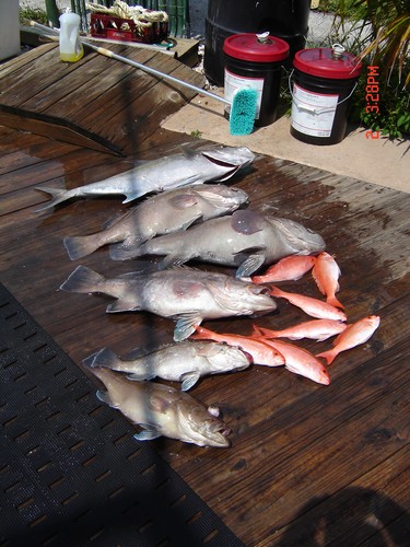 Nice catch of snapper and grouper laying on the dock after our drift fishing trip.