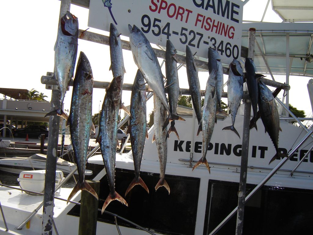 Lots of fish hanging on the rack after our sportfishing charter