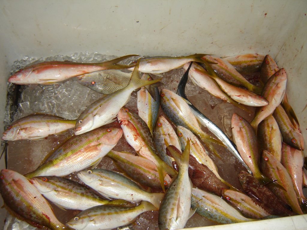 Box of yellowtail snappers