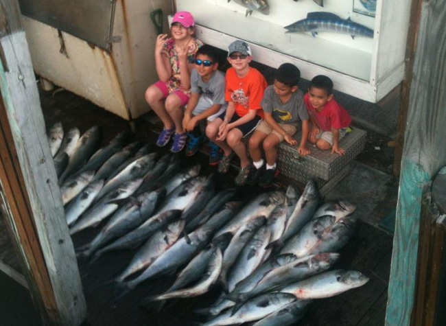 Bluefish at the dock