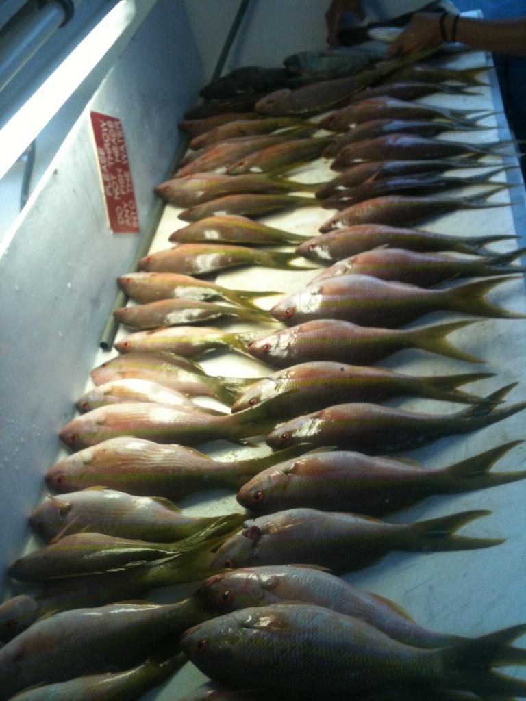 yellowtail snappers
