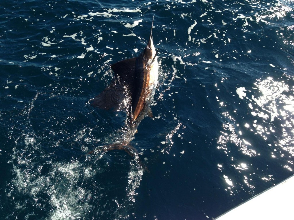 sailfish jumping