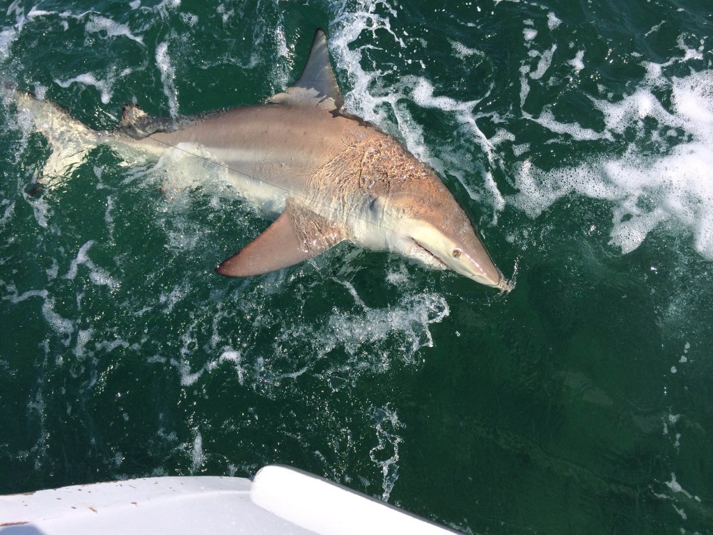 Big spinner shark next to the boat