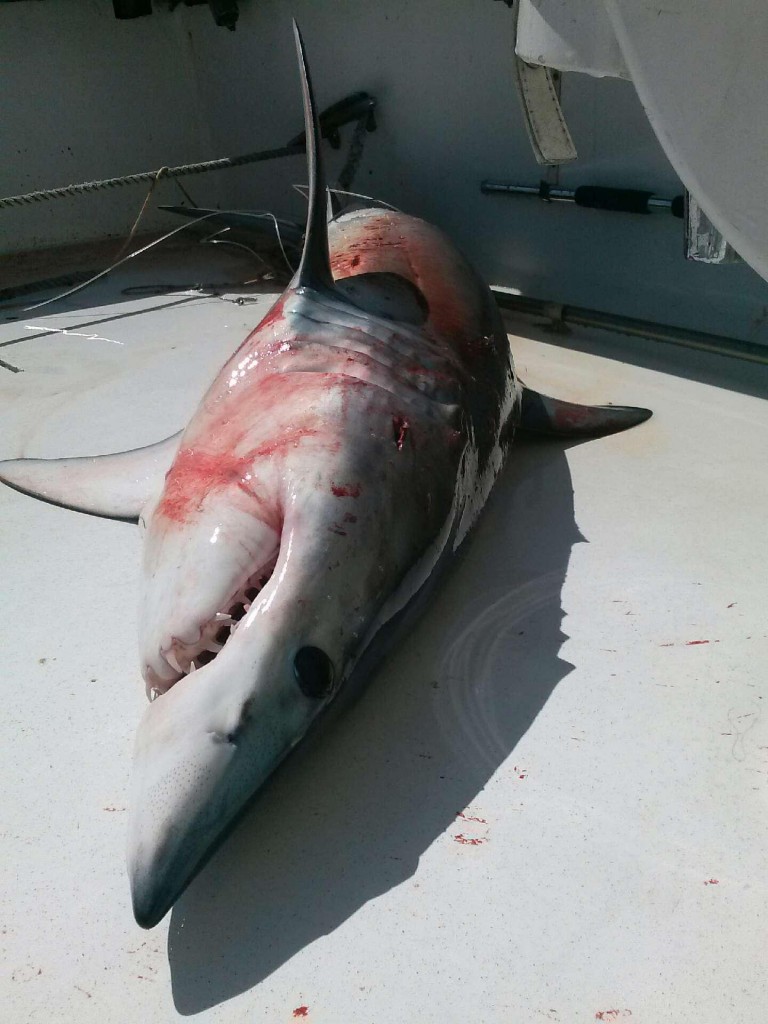 Nice mako shark just caught