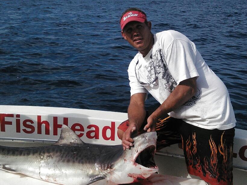 Nice tiger shark caught and released