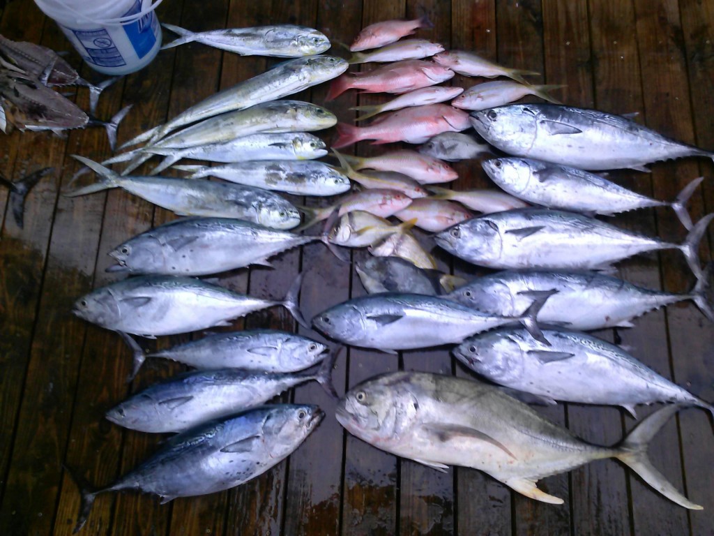 bonitos, tunas, snappers and dolphin