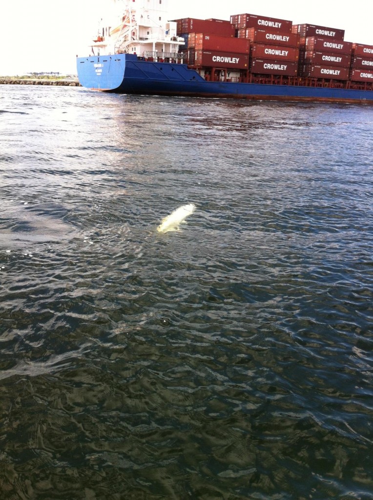 Tarpon hooked up in the ICW