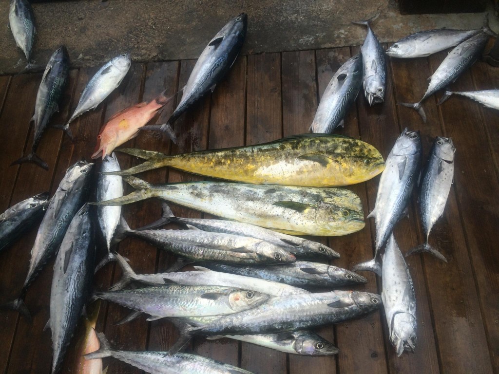 Dolphins, snappers, kingfish and tunas