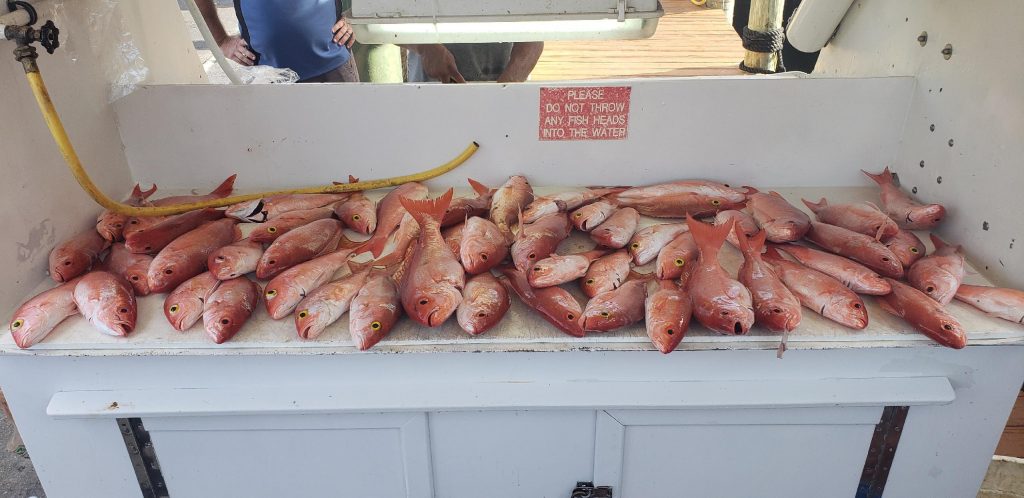 Nice pile of snappers on the cutting table after the trip.