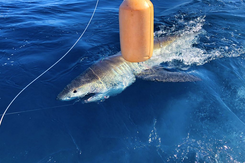 great white shark on the leader next to the boat