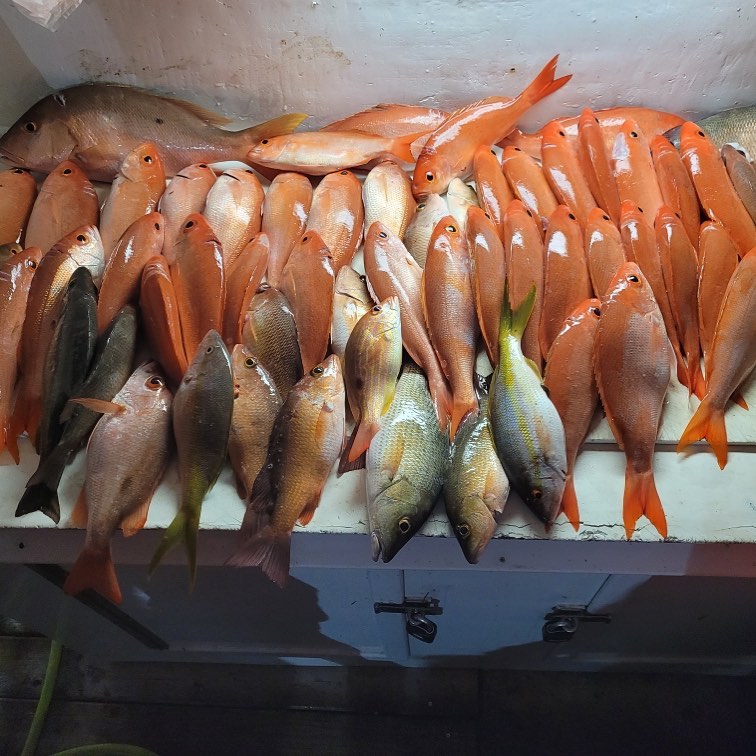 Loads of vermillion snappers on the cutting table ready to be cleaned 